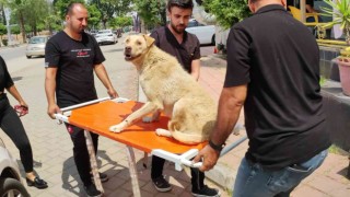 Cipiyle yolda yatan ‘Prensesi böyle ezdi