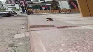 Cips hırsızı karga kameralara yakalandı