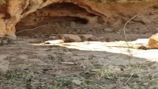 Çukurcada dev yılanlar korkuttu