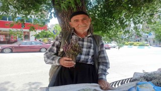 Dağlardan topladığı şifalı otlar geçim kaynağı oldu