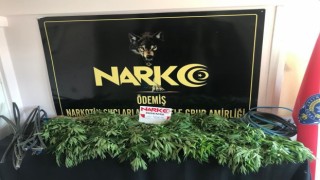 Dağlık arazide 688 kök kenevir bitkisi ele geçirildi