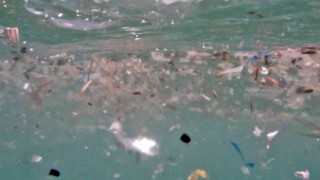 Deniz canlılarının en büyük düşmanı Mikroplastikler