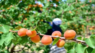 Denizlide erkenci kayısı hasadı başladı