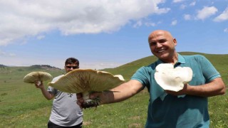 Devasa mantarlar görenleri şaşırtıyor