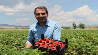 Devlet desteğiyle çilek bahçesi kurdu, hedefini 24 tona çıkardı
