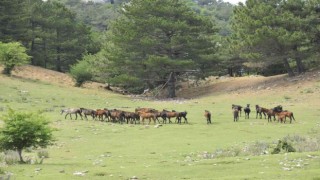 Dilek Yarımadası Milli Parkında yaşayan yılkı atlarının sayısı her geçen gün artıyor