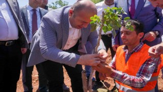 Diyarbakırda 100 bin ağaçlık fıstık aşılama çalışması başlatıldı
