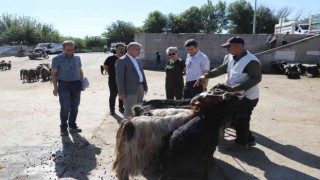 Diyarbakırda kurbanlık satış ve kesim yerleri belirlendi