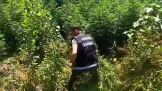 Diyarbakırda uyuşturucu operasyon: 2 bin kök Hint keneviri imha edildi