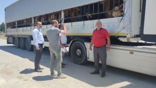 Doğudan batı illerine kurbanlık sevkiyatı başladı