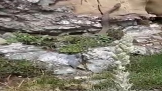 Elazığda kayalıklar arasında görülen 2 metrelik yılan korkuttu