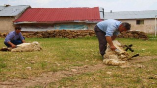 Elazığda koyun kırkma mesaisi başladı