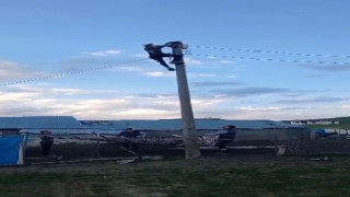 Elektrik direğinde mahsur kalan kediyi ekipler kurtardı