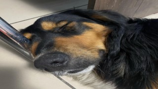 Eline aldığı sopayla köpekleri kovaladı, hayvanseverler tepki gösterdi