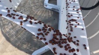 Enezde uğur böceği istilası