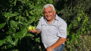 Erkenci incir üreticinin yeni gelir kapısı oldu