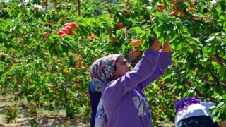 Erkenci kayısı çiftçinin yeni gelir kapısı oldu