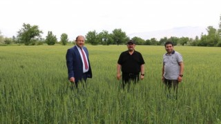 Erzincanda hububat çiftçinin yüzünü güldürüyor