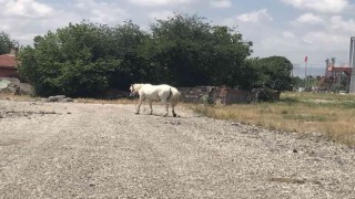Eskişehirde başıboş at sorununa çözüm bulunamıyor