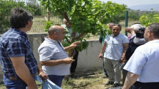 Eskişehirde ipekböcekçiliği yaygınlaşıyor
