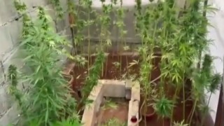 Evlerde uyuşturucu yetiştirenlere polis baskını
