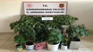 Evlerinde kenevir yetiştirirken yakalandılar