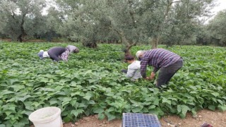 Fasulye hasadı başladı
