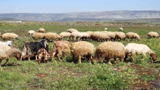 Gaziantepte kurbanlık fiyatları belli oldu
