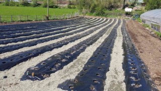 Giresunun Alucra ilçesinde organik çilek üretimi yaygınlaşıyor