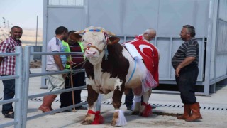 Gölbaşının en güzel kurbanlıkları seçilecek