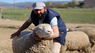 Gümüşhanede ‘Ile de France ırkı koyunlar üreticinin yüzünü güldürüyor