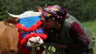 Gümüşhanede yayla göçü başladı