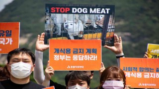 Güney Kore First Ladysi Kim, ülkedeki köpek eti tüketimini eleştirdi