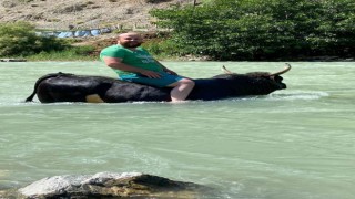 Güreşlere hazırladığı 600 kilogramlık boğasını Çoruh nehrinde yıkıyor