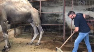Güreşleri biten develerin zorlu bakımı başladı