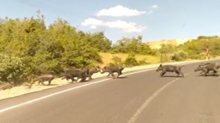 Hakkari dağları yaban hayvanlarıyla renklendi