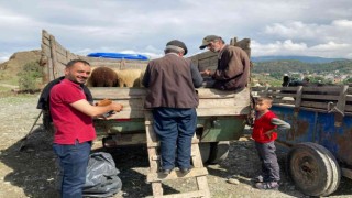 Hanönüde kurbanlık hayvan pazarı açıldı