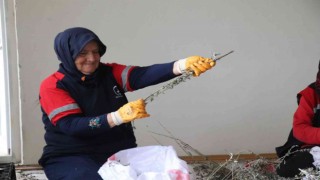 Hasadı yapılan ada çayı ayıklanıyor