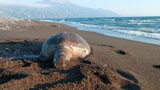 Hatayda 2 deniz kaplumbağası sahile vurdu