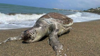 Hatayda ölü caretta caretta sahile vurdu