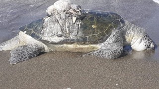 Hatayda ölü yeşil deniz kaplumbağası bulundu