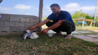 Hatayda yaralı gümüş martıya vatandaş şefkati