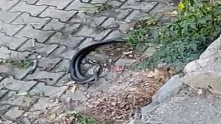 Hatayda yılanların dansı