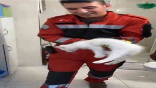 Havalandırma boşluğuna düşen kediyi itfaiye kurtardı