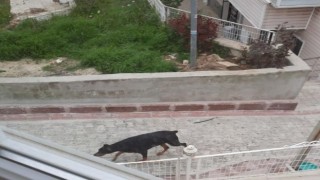 Havlayan köpekten korkup kaçan çocuğa araba çarptı