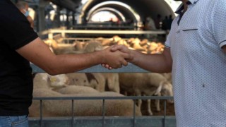 Hayvan pazarında padok kiralama ücretleri belirlendi
