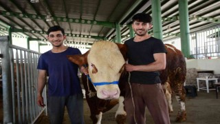 Hayvan pazarının gözdesi oldular