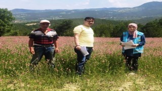 Hisarcıkta yem bitkileri kontrolleri