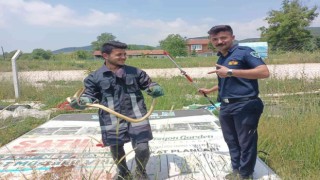 Hobi bahçesinde yakalanan 2 metrelik yılan doğaya salındı