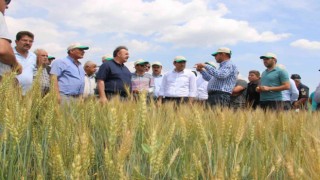 Hüyükte deneme üretimi yapılan Taner tohumu tanıtıldı